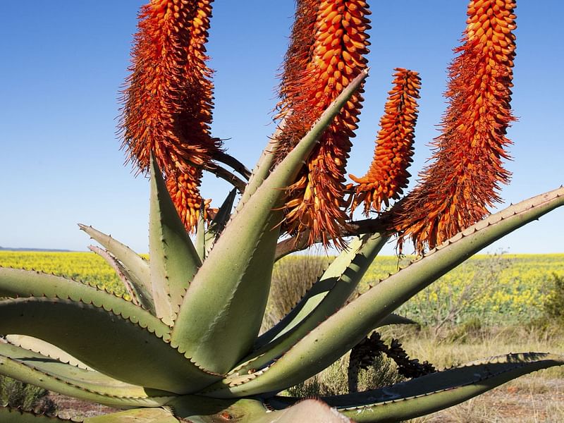 Aloe Ferox | Aloe | Aloaceae