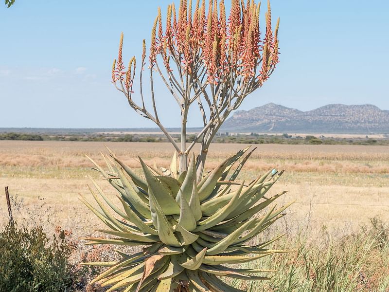 Aloe Marlothii | Aloe | Aloaceae
