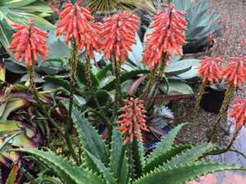 Aloe Palmiformis | Aloe | Aloaceae