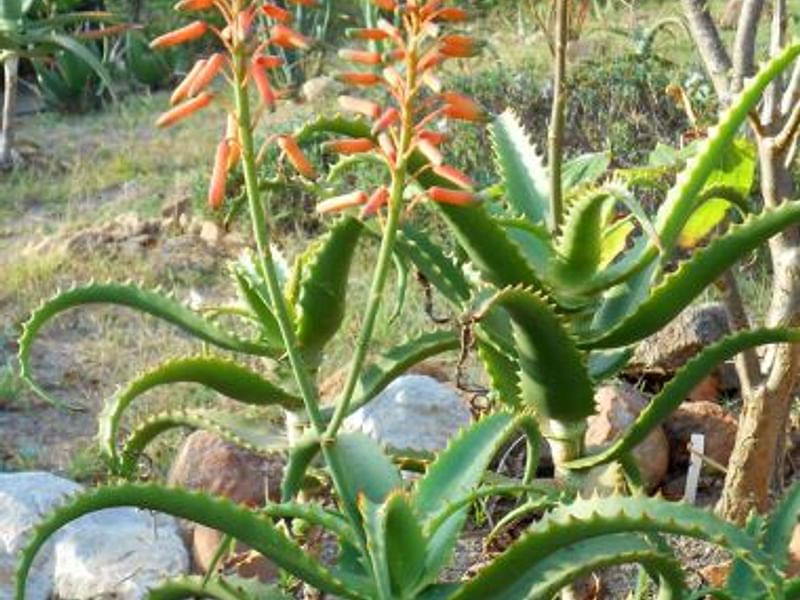 Aloe Palmiformis | Aloe | Aloaceae