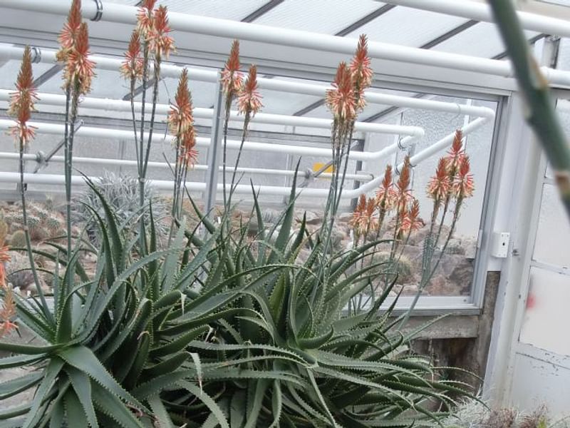 Aloe Palmiformis | Aloe | Aloaceae