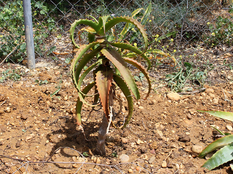 Aloe Palmiformis | Aloe | Aloaceae