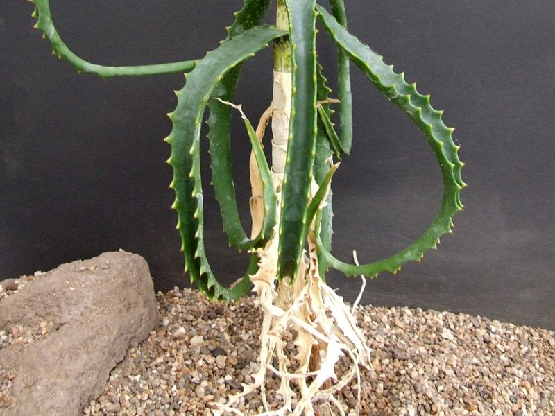 Aloe Palmiformis | Aloe | Aloaceae
