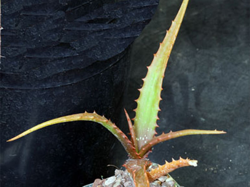 Aloe Palmiformis | Aloe | Aloaceae