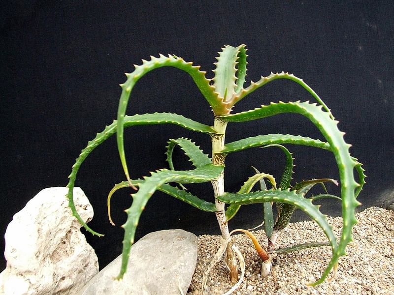 Aloe Palmiformis | Aloe | Aloaceae