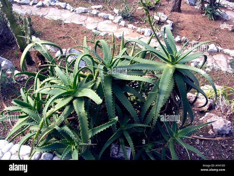 Aloe Palmiformis | Aloe | Aloaceae