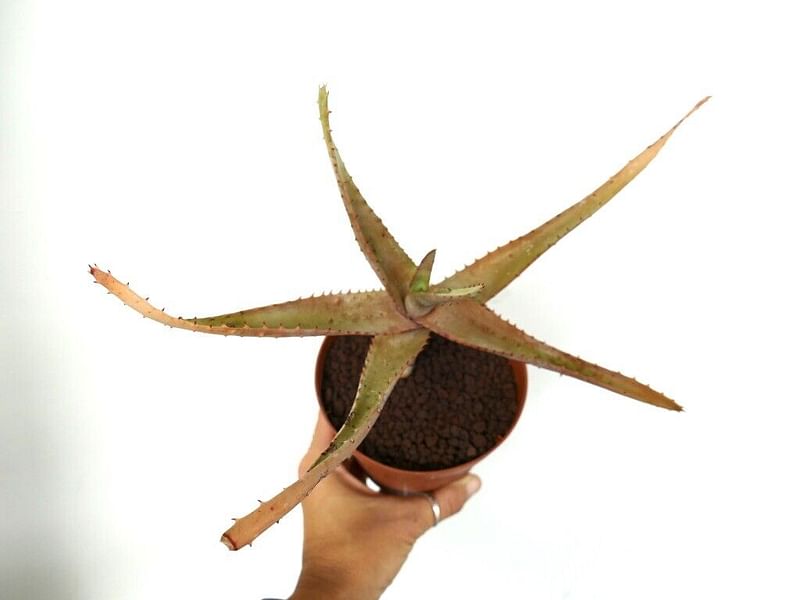 Aloe Palmiformis | Aloe | Aloaceae