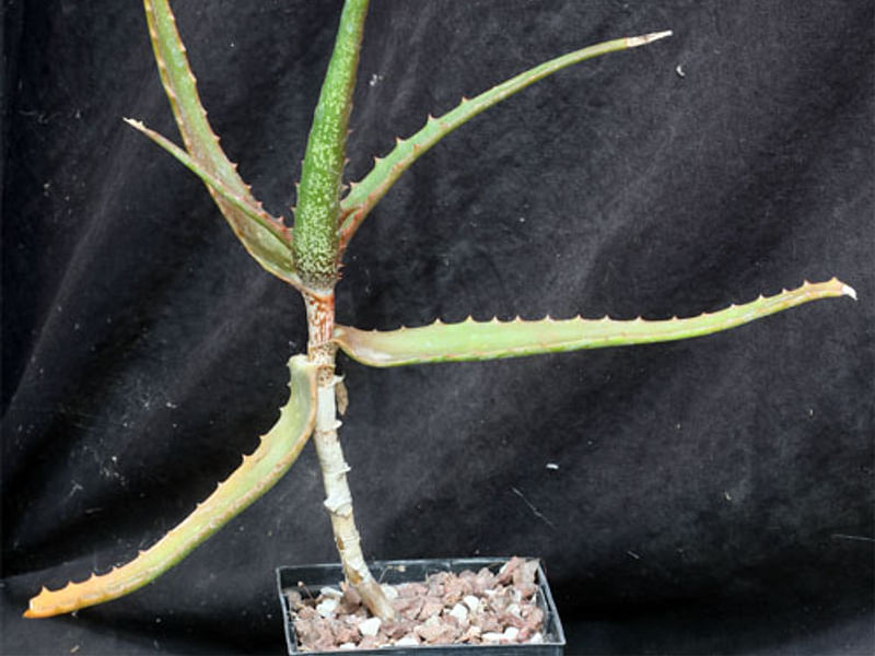 Aloe Palmiformis | Aloe | Aloaceae