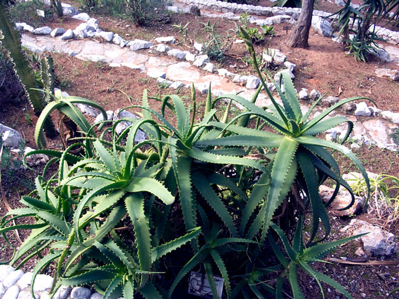 Aloe Palmiformis | Aloe | Aloaceae