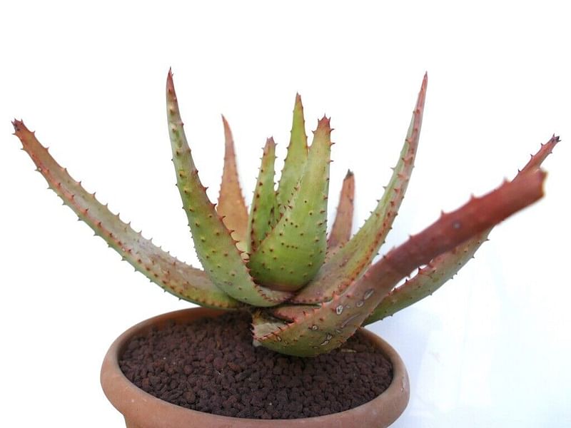 Aloe Palmiformis | Aloe | Aloaceae