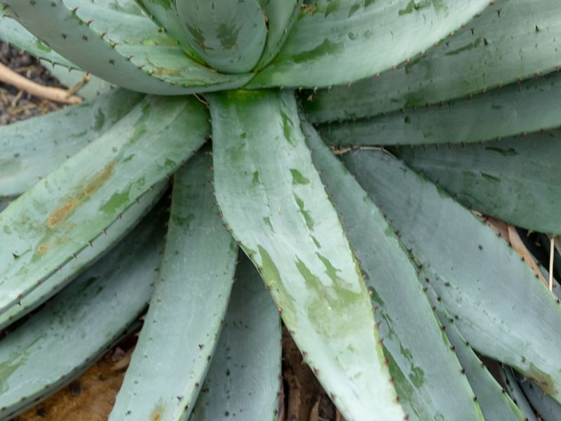 Aloe Petricola | Aloe | Aloaceae