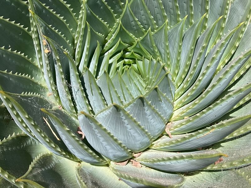 Aloe Polyphylla | Aloe | Aloaceae