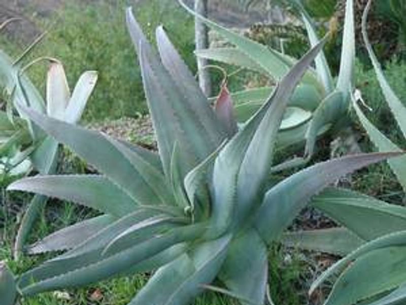 Aloe Pseudorubroviolaceae | Aloe | Aloaceae