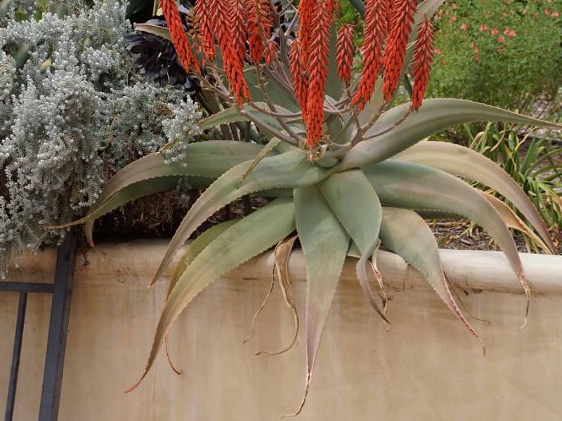 Aloe Pseudorubroviolaceae | Aloe | Aloaceae