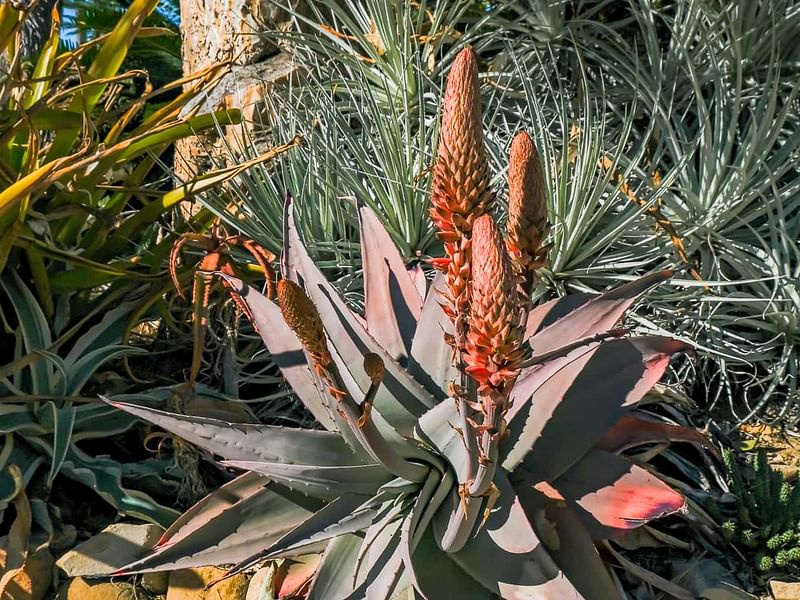 Aloe Pseudorubroviolaceae | Aloe | Aloaceae