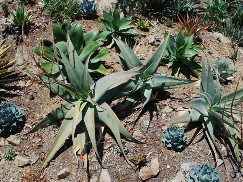 Aloe Pseudorubroviolaceae | Aloe | Aloaceae