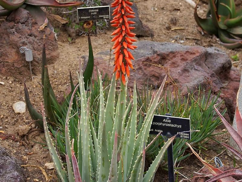 Aloe Pseudorubroviolaceae | Aloe | Aloaceae