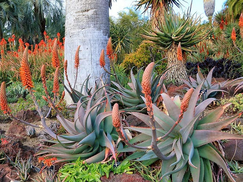 Aloe Pseudorubroviolaceae | Aloe | Aloaceae