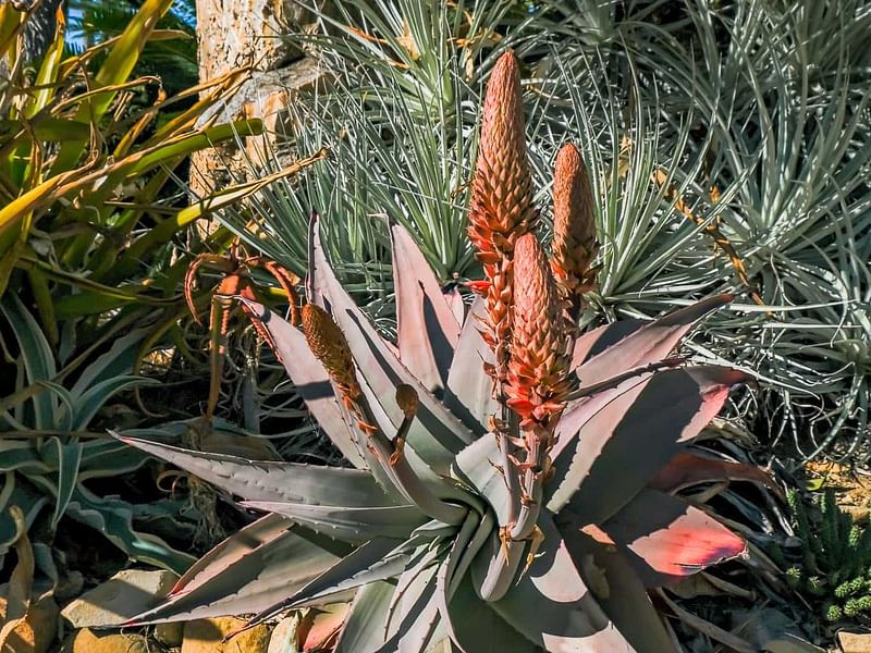 Aloe Pseudorubroviolaceae | Aloe | Aloaceae