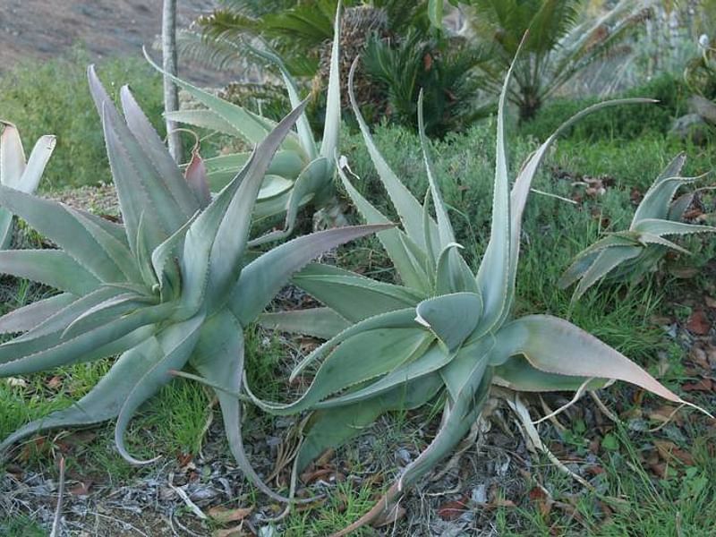 Aloe Pseudorubroviolaceae | Aloe | Aloaceae