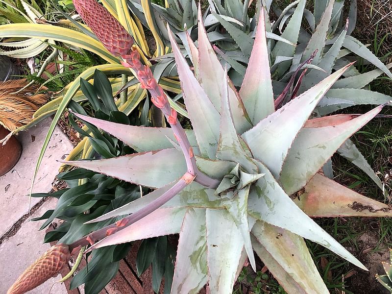 Aloe Pseudorubroviolaceae | Aloe | Aloaceae
