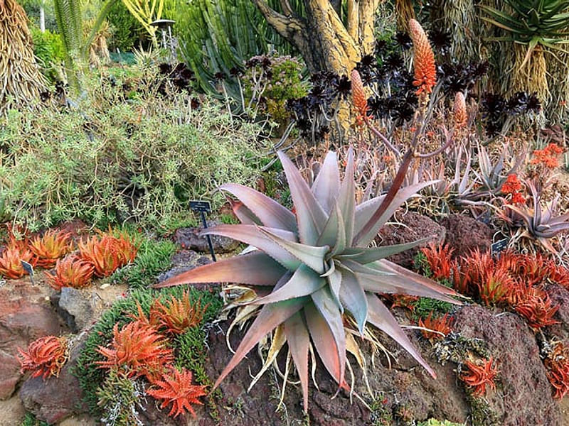 Aloe Pseudorubroviolaceae | Aloe | Aloaceae