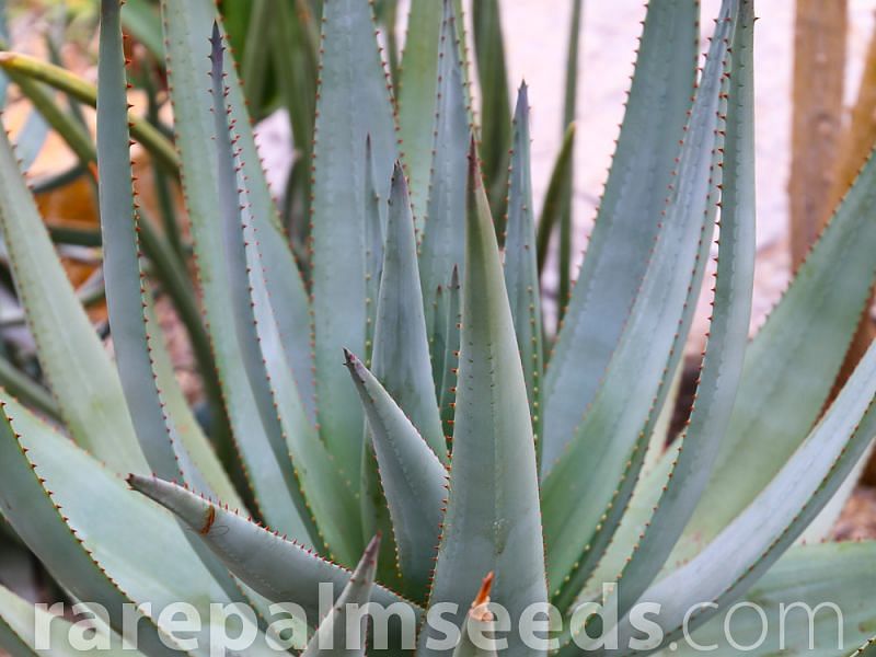 Aloe Reitzi | Aloe | Aloaceae