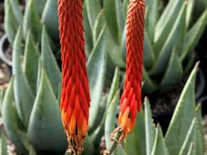 Aloe Reitzi | Aloe | Aloaceae