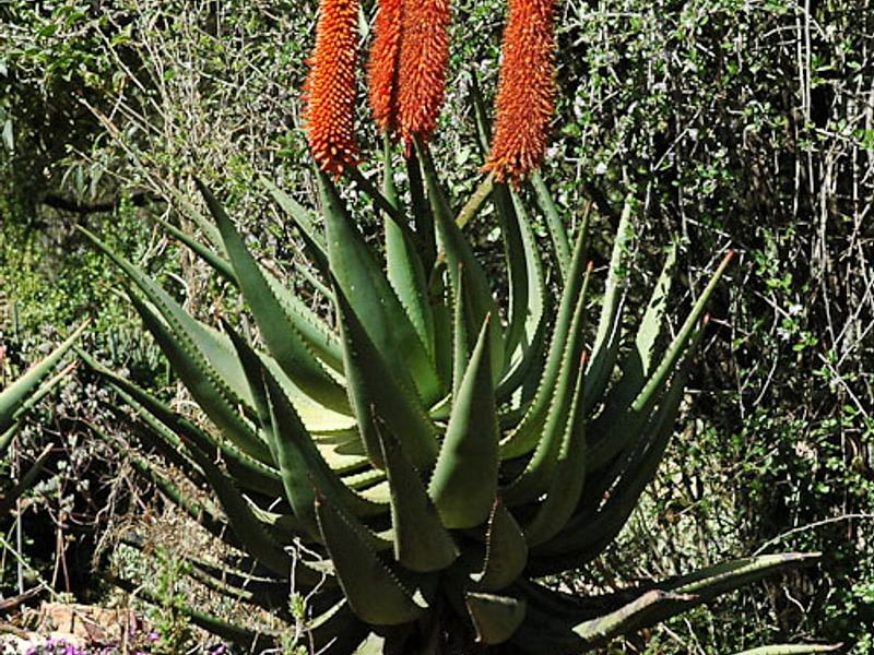 Aloe Reitzi | Aloe | Aloaceae
