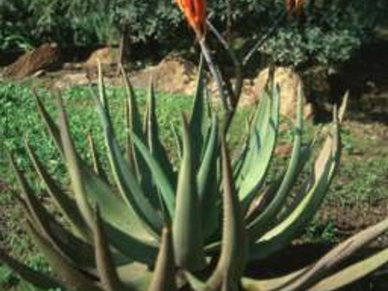 Aloe Reitzi | Aloe | Aloaceae