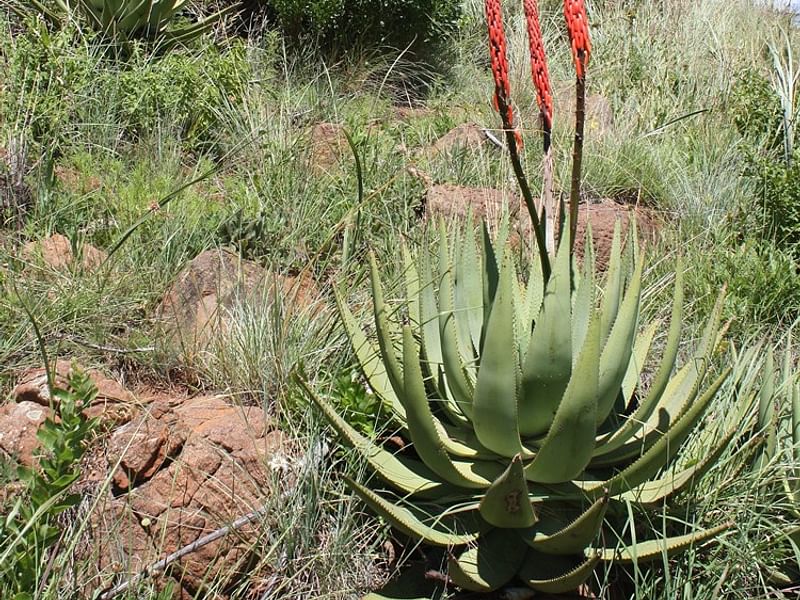 Aloe Reitzi | Aloe | Aloaceae