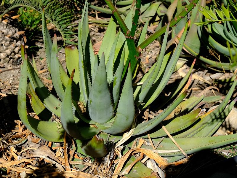 Aloe Reitzi | Aloe | Aloaceae