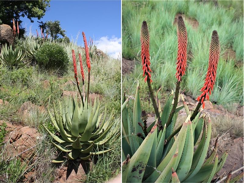 Aloe Reitzi | Aloe | Aloaceae