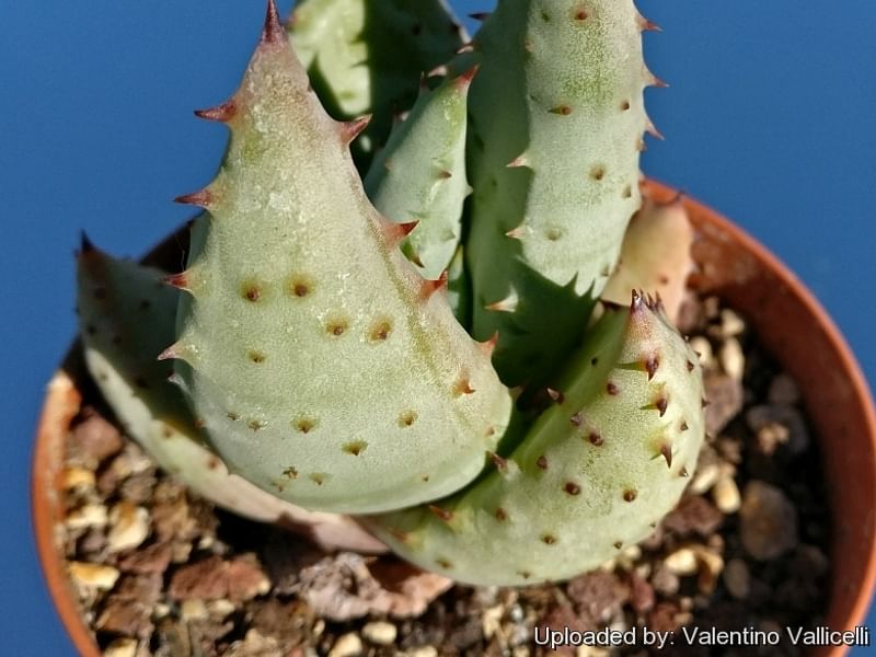 Aloe Reitzi | Aloe | Aloaceae