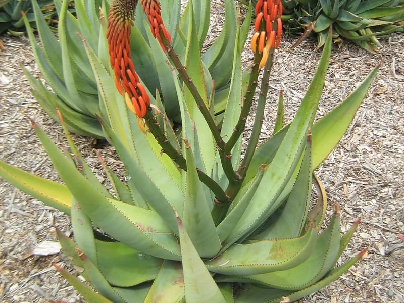 Aloe Reitzi | Aloe | Aloaceae