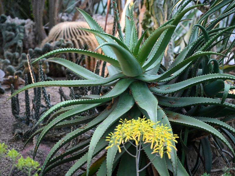 Aloe Reynoldsii | Aloe | Aloaceae