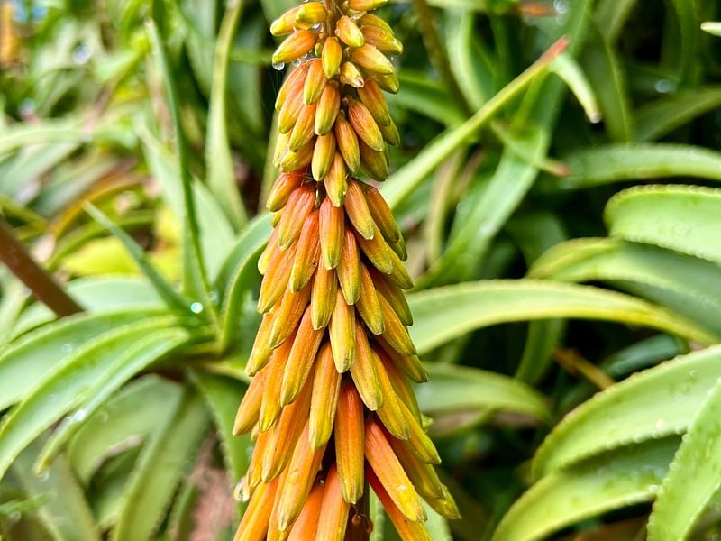 Aloe Striatula | Aloe | Aloaceae