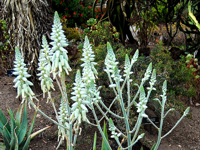 Aloe Tomentosa | Aloe | Aloaceae