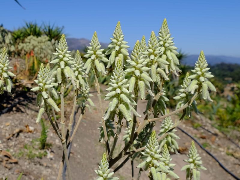 Aloe Tomentosa | Aloe | Aloaceae