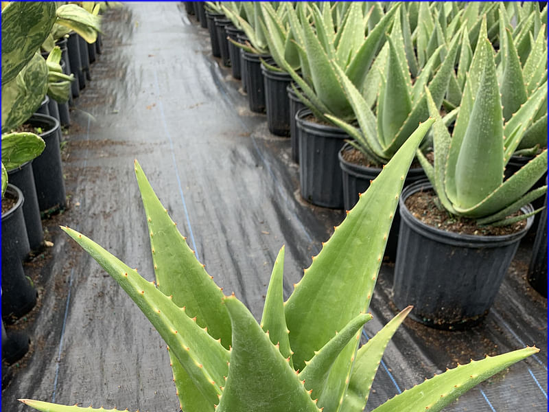 Aloe Tomentosa | Aloe | Aloaceae