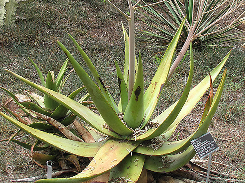 Aloe Tomentosa | Aloe | Aloaceae