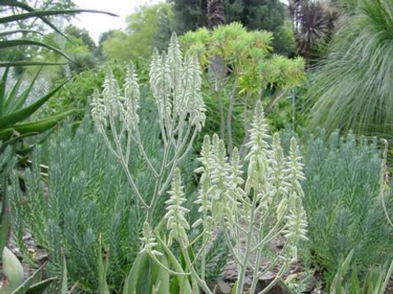 Aloe Tomentosa | Aloe | Aloaceae