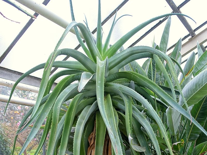 Aloe Vaombe | Aloe | Aloaceae