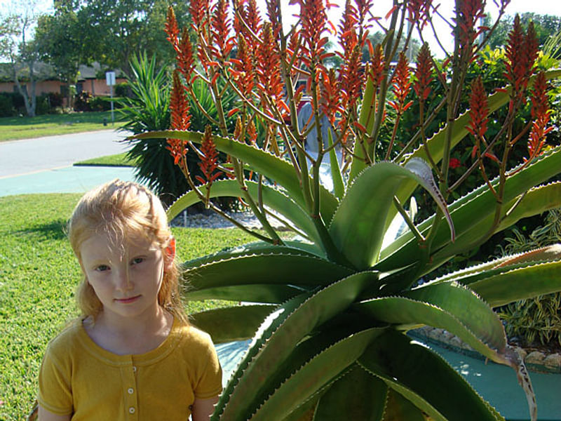 Aloe Vaombe | Aloe | Aloaceae
