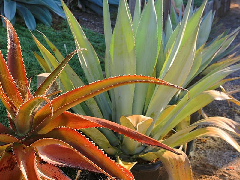 Aloe Vaombe | Aloe | Aloaceae
