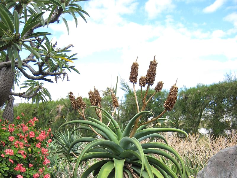 Aloe Vaombe | Aloe | Aloaceae
