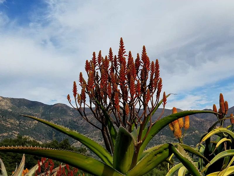 Aloe Vaombe | Aloe | Aloaceae