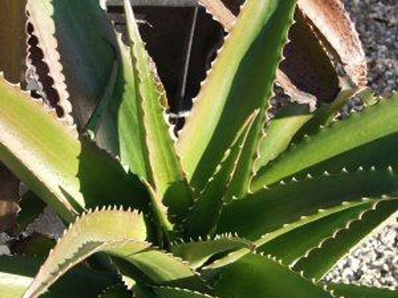 Aloe Vaombe | Aloe | Aloaceae