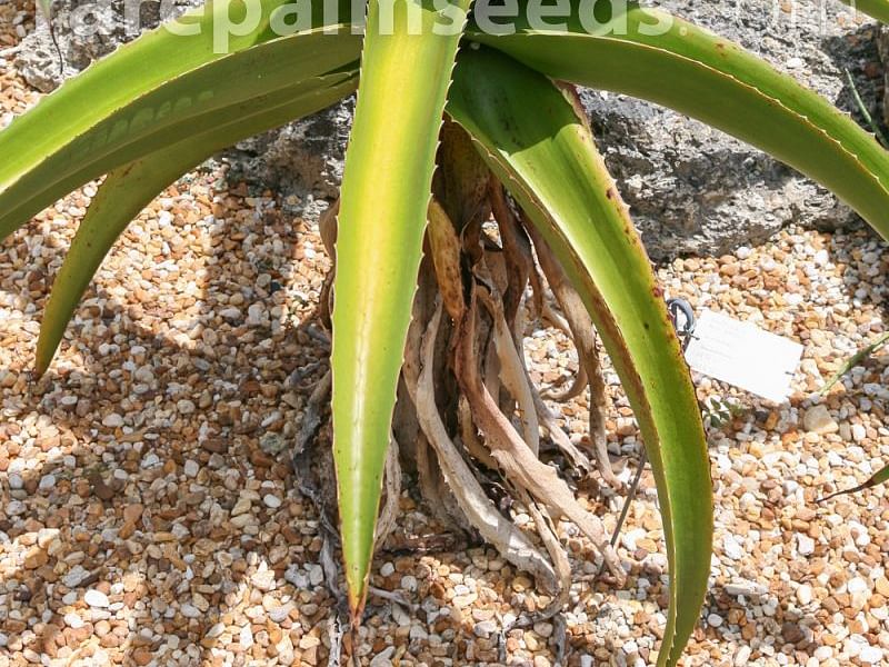 Aloe Vaombe | Aloe | Aloaceae