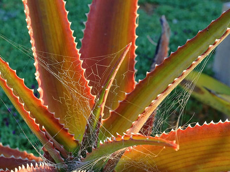 Aloe Vaombe | Aloe | Aloaceae